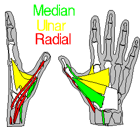 Interesting facts about hands