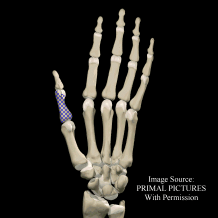 Thumb Proximal Phalanx