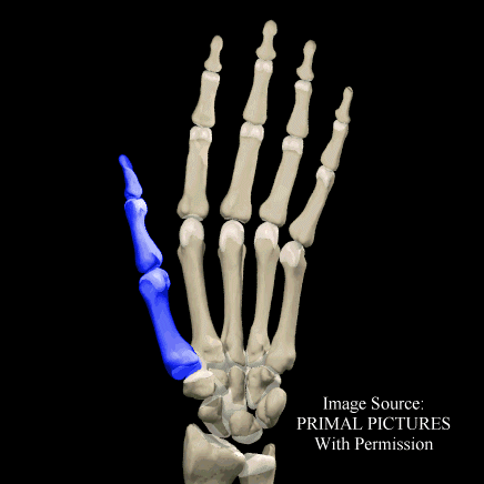 Bones: Thumb