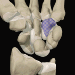 Image from The Interactive Hand CD